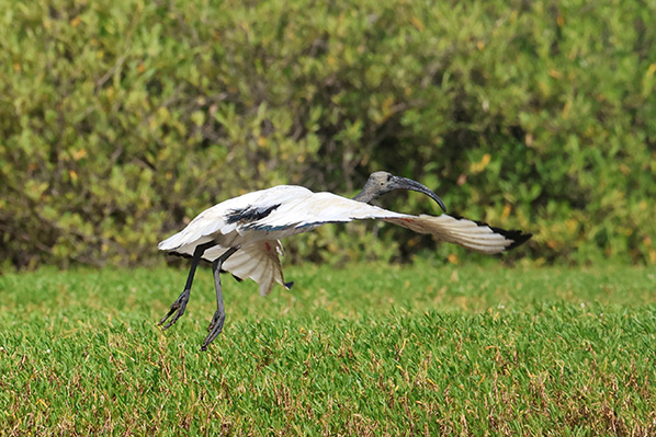 Sacred Ibis